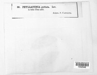 Phyllactinia guttata image